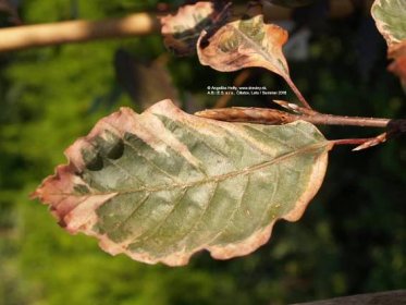 Buk lesný Tricolor | Fagus sylvatica (silvatica) Tricolor - Záhradníctvo ABIES
