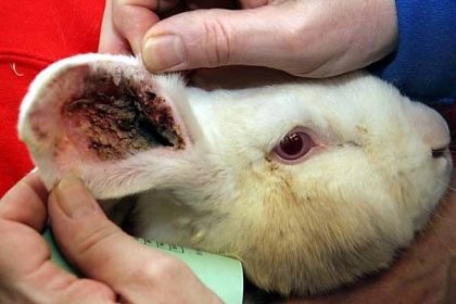 Ušní choroby u králíků: jak identifikovat a léčit?