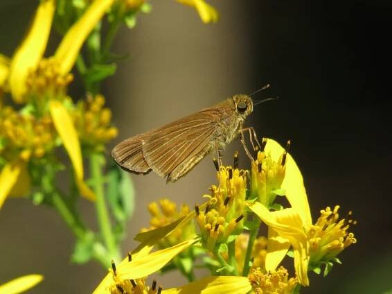 CBS | Carolina Butterfly Society