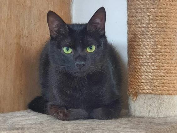 Barney zwarte kat