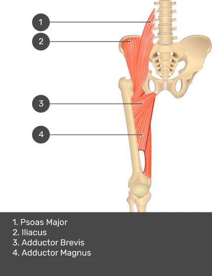 A quiz image of the anterior view of the thigh, pelvis and lower section of the vertebral column. The muscles of the anterior thigh are numbered 1 to 9. The answers revealed at the bottom are as follows 1. Psoas Major 2. Iliacus 3. Adductor Brevis 4. Adductor Magnus.