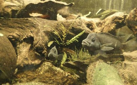 Cichlid Fish: Ultimate Guide to Types of Cichlids - Fish Laboratory