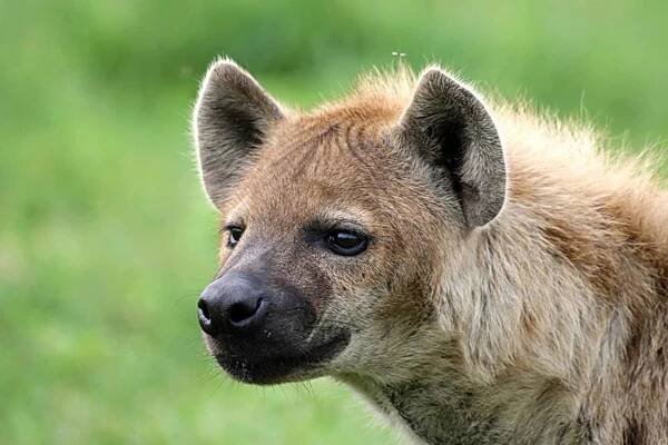 Tanzanie - Serengeti - Hyena skvrnitá