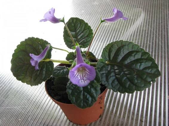 Sinningia "flair" - mini gloxinie — Květinářství Plantica