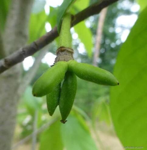 Muďoul trojlaločný - nezralé plody (Asimina triloba)