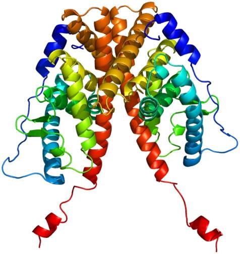 Estrogen receptor alpha - Wikipedia