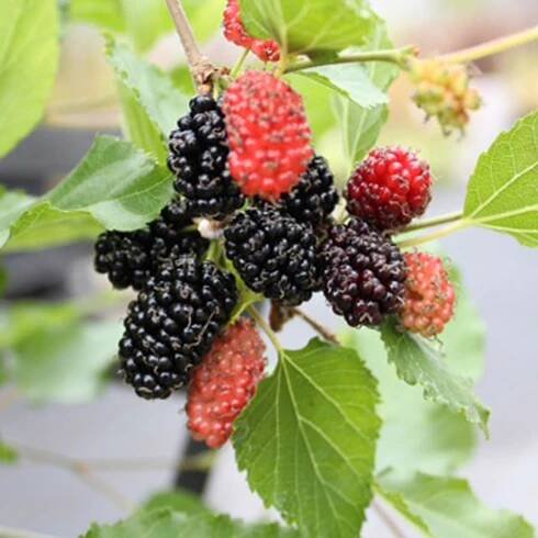 Moruša trpasličia MOJO BERRY®