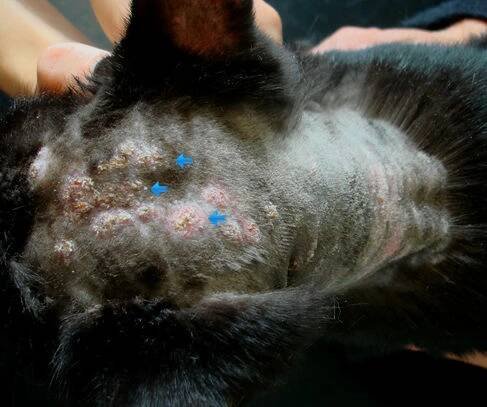 Dermatofytoza u kočky-vzhled kůže po oholení srsti