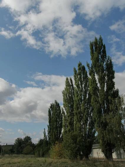 Dolné hôrky. Topole pri Službyte. (r.2011/OlympusSP560UZ)