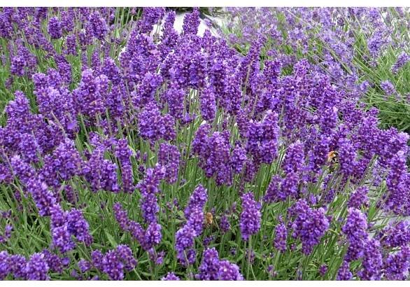 Levandule lékařská Aromatico Blue Compact - Lavandula angustifolia Aromatico Blue Compact, květináč 9 cm - Levandule online