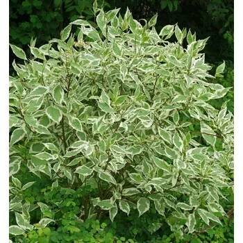 Svída bíla ´ELEGANTISSIMA´ 90-100 cm, kont. 2,5 l