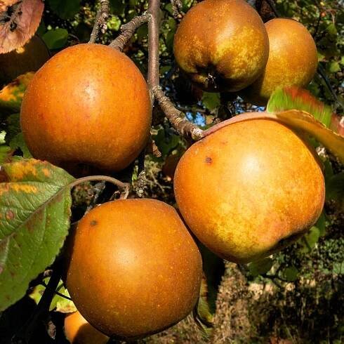 Fränkischer Gebirgsweg: Äpfel bei Untersteinach