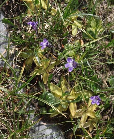 Tučnice obecná (Pinguicula vulgaris), skupina rostlin