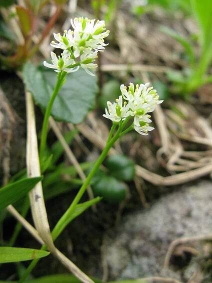 Tofieldia calyculata ~ василистник узколистный
