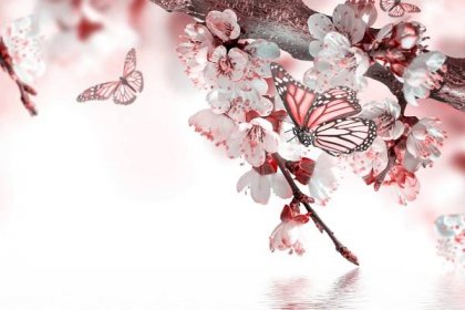 jaro, třešeň, makro, photoshop, motýli, květiny, větvička, bílé pozadí