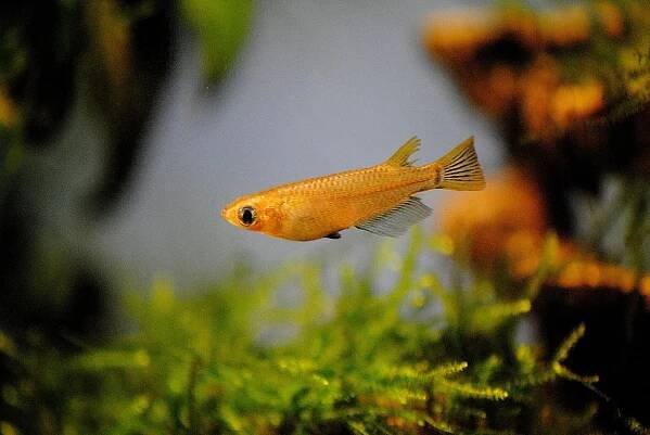 Health and Care of Medaka Rice Fish