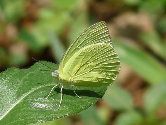 Chartreuse (color) - Wikipedia