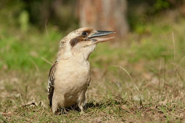 Laughing kookaburra at Euroka clearning