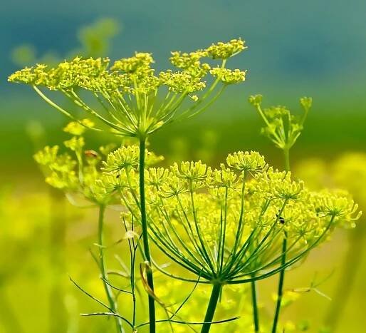 Fenykl obecný (Foeniculum vulgare) | Ajurvédské byliny, esenciální oleje, extrakty a tinktury | U Jinanu.cz