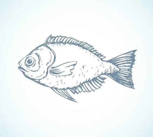 Ručně kreslené skici ryby. Vektorové ilustrace — Ilustrace