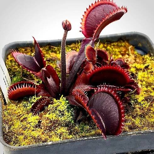 Venus Flytrap