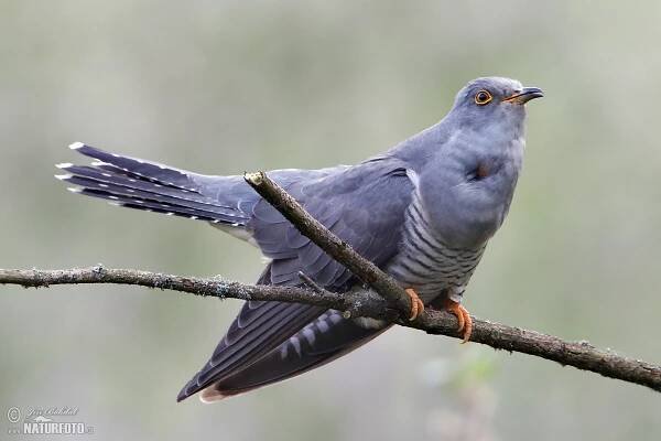 Kukačka obecná | Naturfoto.cz