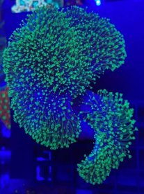 Houba Kůže Coral Fiji WYSIWYG