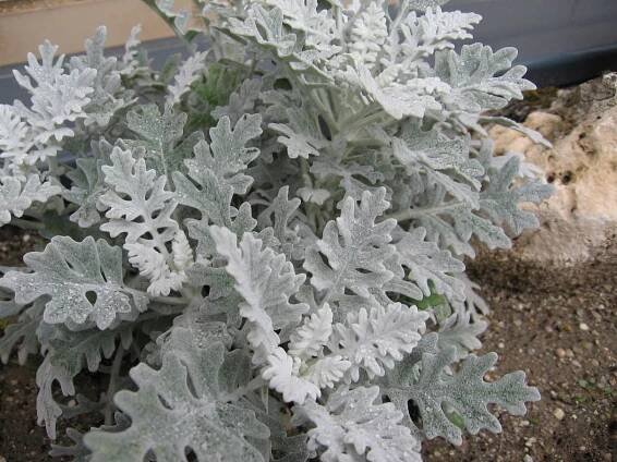 Cineraria maritima cuidados