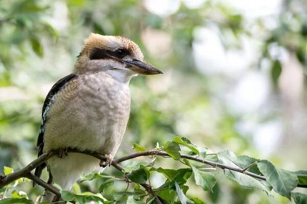 Top Tips for Attracting Kookaburras to Your Garden