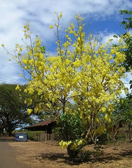 Golden Shower Tree