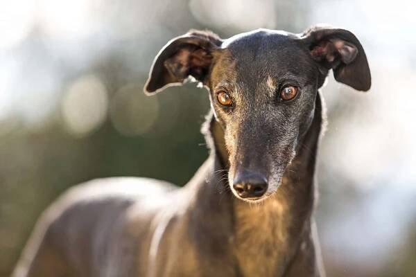 Portrait of Greyhound dog