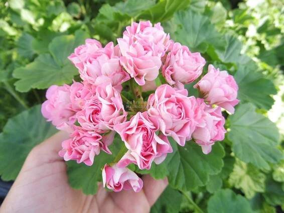 Pelargonium zonale " Australian Pink Rambler " - pelargonie, muškát páskatý Zahradnictví Krulichovi - zahradnictví, květinářství