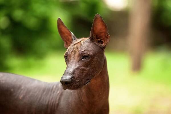 Facts About the Xoloitzcuintli That You May Not Know