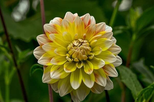 Blumen in allen Farben mit Namen – NATUR UND LANDSCHAFT