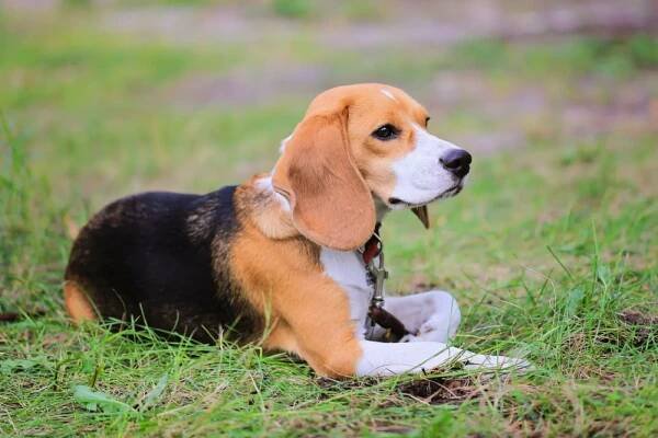 Beagle Harrier: Aussehen, Charakter, Haltung & Steckbrief