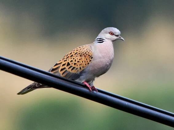  - European Turtle-Dove