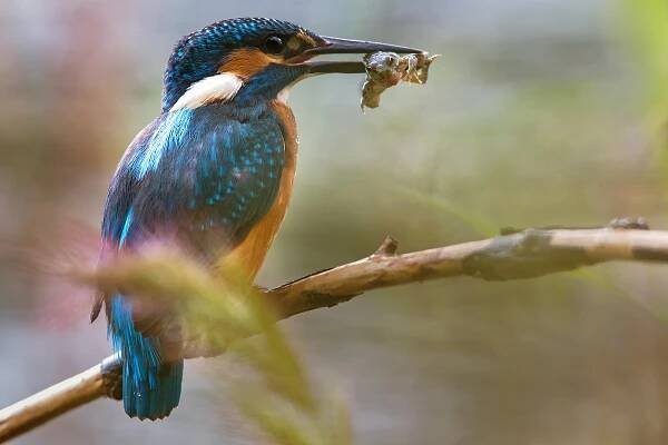 Ledňáček říční (Alcedo atthis)