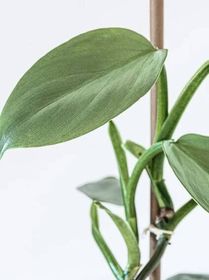 How to Grow Silver Sword Philodendron (Philodendron Hastatum)
