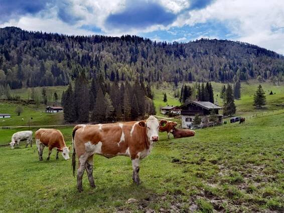 HEMMERSUPPENALM Größte Alm der Region!