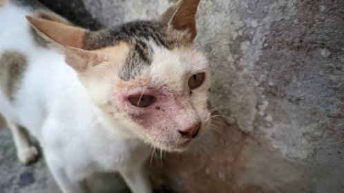 detail chudé a zanedbané trikolorní kočky s kožním onemocněním, stojící v rohu staré zdi - ringworm cat - stock snímky, obrázky a fotky