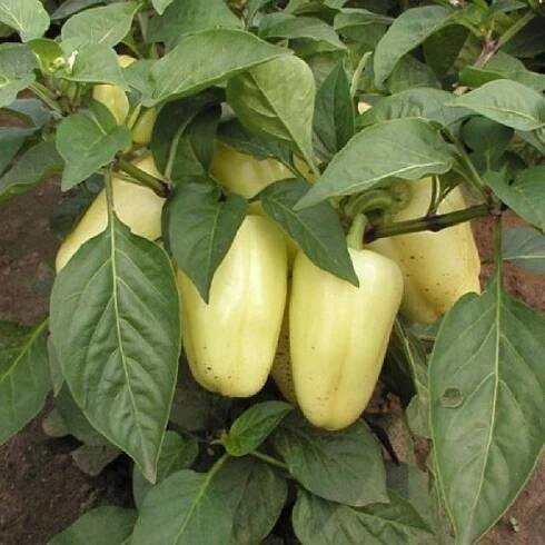 Paprika Amy - Capsicum Annuum - semena - 50 ks od 34 Kč - Heureka.cz