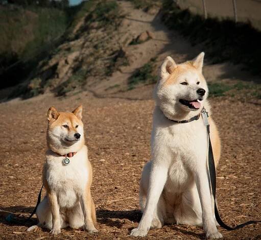 Shiba Inu foto a popis plemene, cena, péče a zdraví