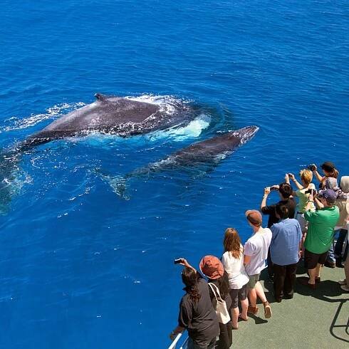 Whale Tours Archives » Boat Tour Samana - Tour & Excursion Dominican Republic