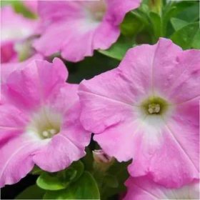 Petúnie Rosy Velvet F1 - Petunia hybrida - semena petúnie - 12 ks