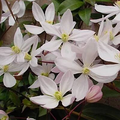 Obrázek produktu pro Waldrebe - Clematis armandii 'Apple Blossom' - 60-80 cm v kontejneru