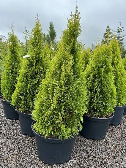 Thuja occidentalis ́Golden Smaragd ́ - Tuja západná