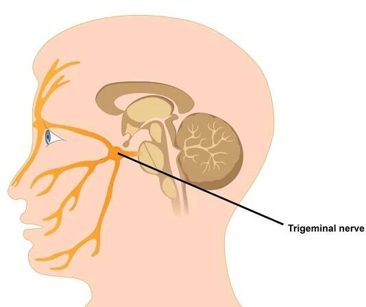 A medical diagram of the trigeminal nerve showing how it runs from the side of the skull, close to the ear, to the front of the face