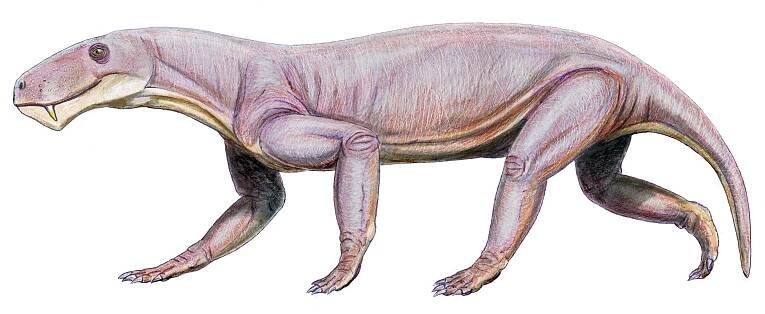 Lycaenops