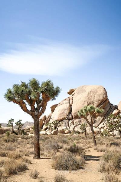 Plan a one day trip in Joshua Tree National Park with this beginner's guide to the best sites and easy hikes, plus tips for planning your day and what to pack. #joshuatree #nps #california #familytravel #findyourpark // Family Travel | Joshua Tree NP | One Day Itinerary | Palm Springs Day Trip | What to See | Easy Hikes | Top Sites | Best Trails | Joshua Tree with Kids | Best Time to Go | Best National Parks | Top Places in California