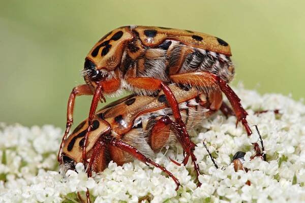 zlatohlávci Polystigma punctatum
